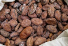 Fèves de cacao