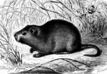 Aulacode ou Agouti