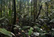 Forêt du Mont Mimongo, Gabon © Mleal001