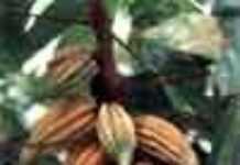Cacao, récolte abondante au Cameroun