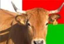 Madagascar accepte l’importation de vaches