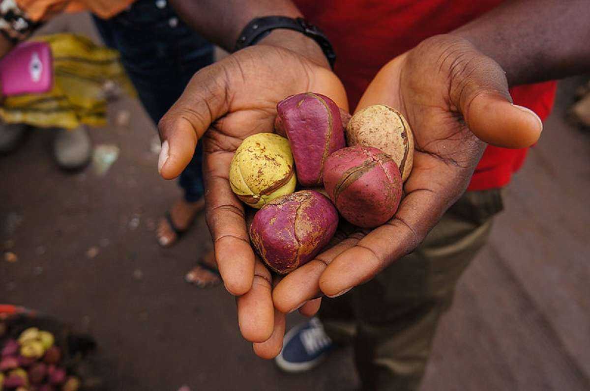 Petit Cola, La noix africaine par excellence