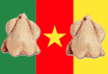 Cameroun : coup de froid sur les importations de poulet congelé