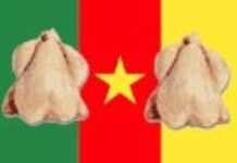 Cameroun : le poulet congelé plume les éleveurs