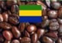 Café : le nouvel or noir gabonais