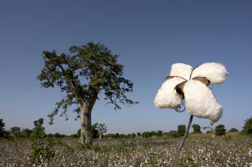 Une fleur dans un champ de coton, Mali, Koutiala, 2006