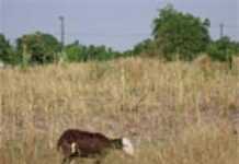 Les greniers sont vides en Casamance