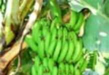 Banane ACP : les pays producteurs lancent « L’appel de Yaoundé »