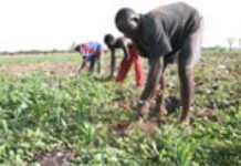 Agriculture: l’Afrique doit recourir aux capitaux étrangers