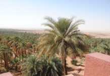 L'oasis de Timimoun et le Gourara