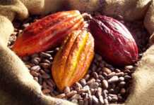 Côte d’Ivoire: les producteurs de cacao en colère