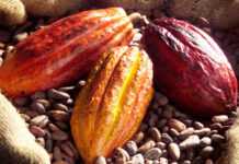 Côte d’Ivoire  : le cacao au coeur de l’offensive