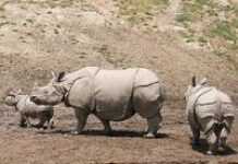 Afrique du Sud : naissance du premier orphelinat pour rhinocéros