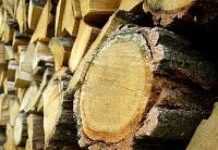 Gabon : lancement d’un atelier international sur la transformation du bois