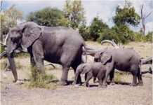 Gabon : les ONG se mobilisent contre le massacre des éléphants