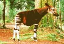 Avec l’incroyable Okapi… Le Congo démocratique sous toutes ses facettes…