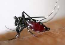 Guyane : la dengue fait des ravages