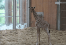 Girafe née en France : Kissa, espèce en voie de disparition