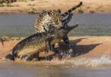 Vidéo : un jaguar attaque un crocodile