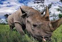 Kenya : des rhinocéros munis de puces pour traquer les braconniers