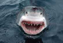 Dents de requin