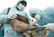 Grippe H7N9 : craintes d’une contagion d’homme à homme !