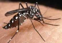Réchauffement climatique : quand le paludisme menace plus en altitude !