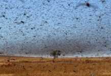 Un nuage de criquets dévaste Madagascar 