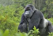 RDC : le pétrolier Soco se retire du parc des Virunga