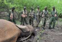 Kenya : ouverture du sommet de l’ONU sur l’environnement