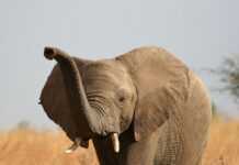 La survie des éléphants d’Afrique toujours menacée