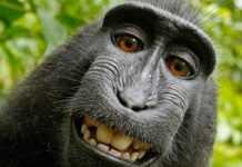 Le selfie d’un singe oppose Wikipedia au propriétaire de l’appareil photo