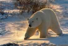 Afrique du Sud : le dernier ours polaire meurt de chagrin d’amour