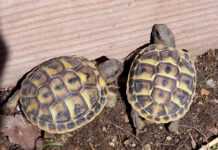 170 bébés tortues de Madagascar interceptées en France