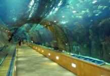 Maroc : l’un des plus grands aquarium au monde bientôt construit à Casablanca