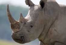 Kenya : la lente agonie des cinq derniers rhinocéros blancs !