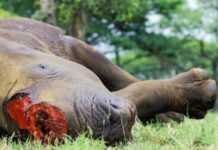 Tanzanie : 4 Chinois arrêtés avec des cornes de rhinocéros