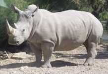 Disparition de l’un des derniers rhinocéros blanc d’Afrique !