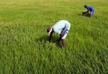 Un revenu minimum garanti pour une révolution agricole africaine