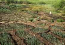 Cameroun : les conseils agricoles plombent le monde rural