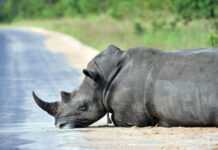 L’extermination des rhinocéros se poursuit lentement mais sûrement en Afrique du Sud