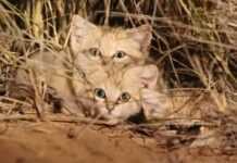 Des chats sauvages très rares découverts au Sahara Occidental