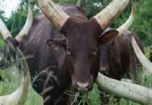 Ankole