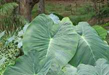 Les feuilles de taro dans la cuisine africaine