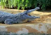 Crocodile Ethiopie
