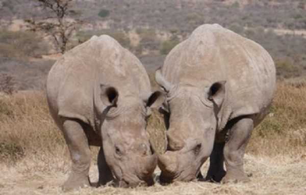 Botswana : les rhinocéros menacés par le braconnage