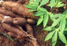 Togo : une jeune start-up produit de l’alcool éthylique à base de manioc