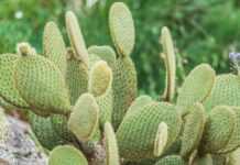 Les innombrables vertus du cactus