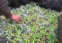 Tunisie : manifestation des agriculteurs devant les locaux du ministère de l’Agriculture