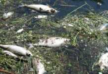 Maroc : des résidus de margines causent la mort d’un grand nombre de poissons au barrage d’Ahmed-Hansali